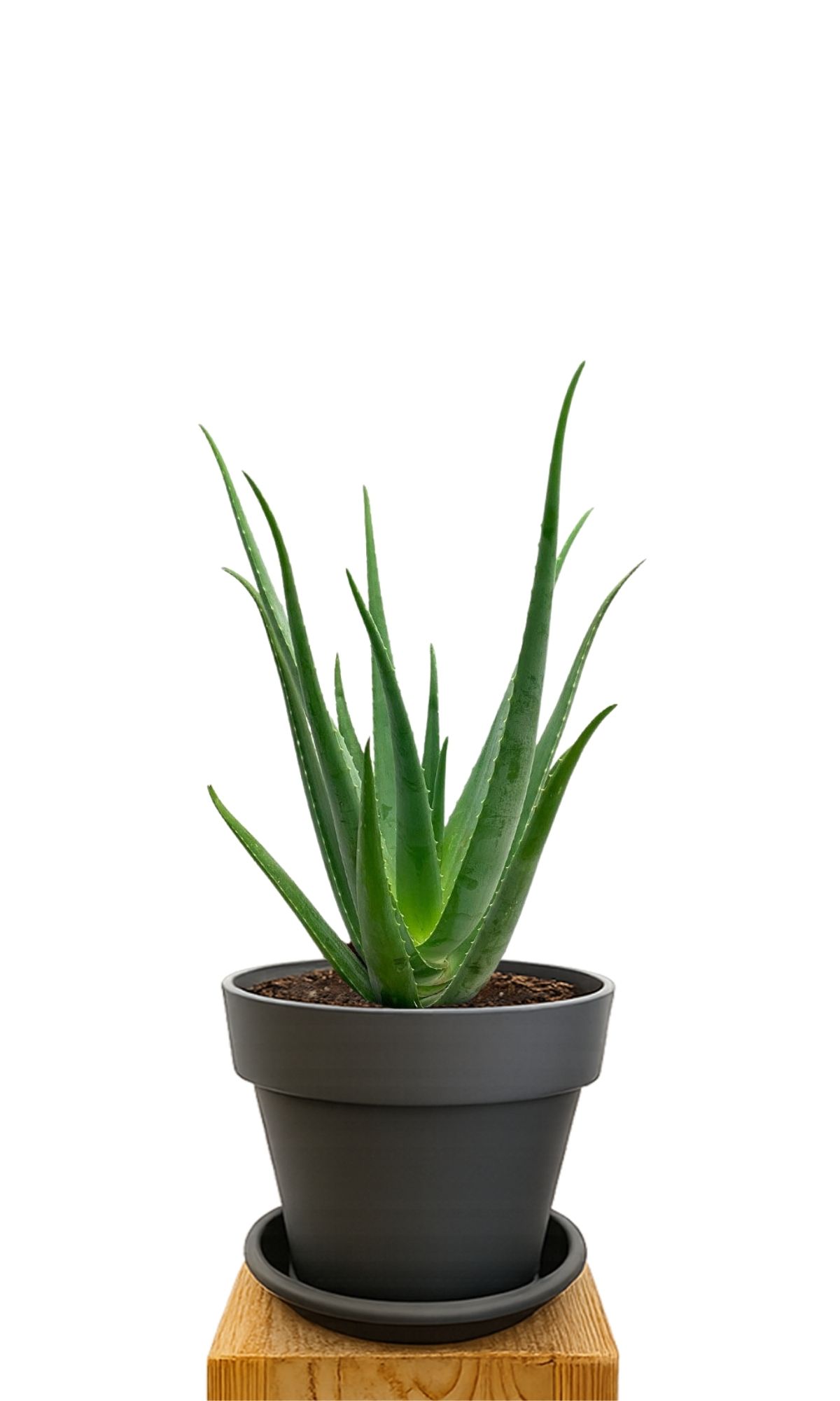 Plant kit 30 Anthracite